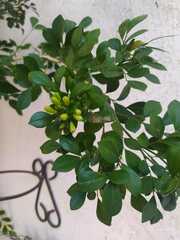 Laurelia sempervirens