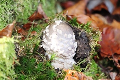 Amanita excelsa