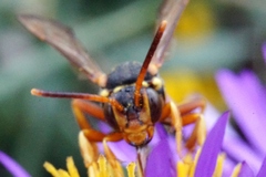 Nomada vincta