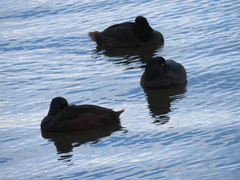 Aythya novaeseelandiae