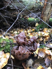 Gyromitra