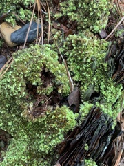 Sphagnum strictum