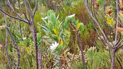 Osmitopsis asteriscoides