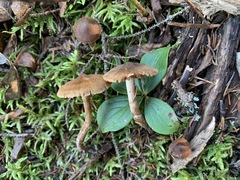 Cortinarius nigrocuspidatus