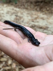 Plethodon mississippi