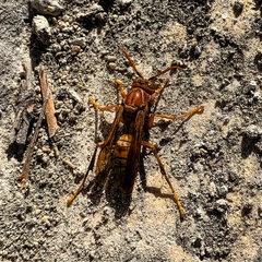 Polistes wattii