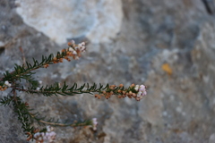 Erica manipuliflora