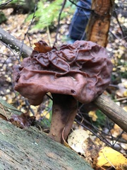 Gyromitra