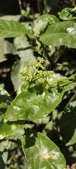 Angiospermae