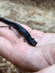 Plethodon mississippi