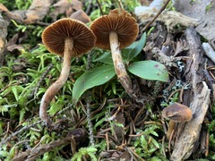 Cortinarius nigrocuspidatus