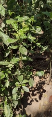 Angiospermae