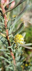 Leucadendron cinereum