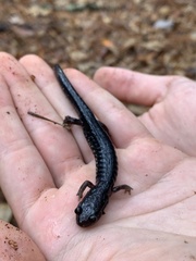 Plethodon mississippi