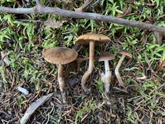 Cortinarius nigrocuspidatus