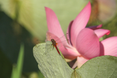 Rhodothemis lieftincki