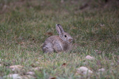 Sylvilagus nuttallii