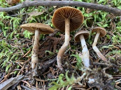 Cortinarius nigrocuspidatus