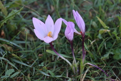 Crocus thomasii