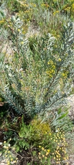 Leucadendron cinereum