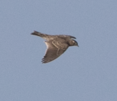 Alauda arvensis