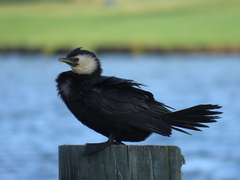 Microcarbo melanoleucos brevirostris