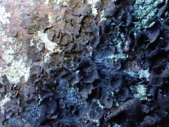 Umbilicaria deusta