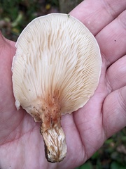Tapinella panuoides