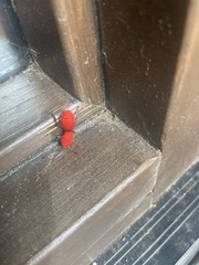 Dasymutilla erythrina