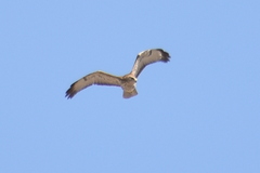 Buteo buteo