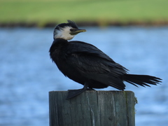 Microcarbo melanoleucos brevirostris