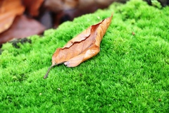 Dicranum montanum