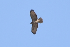 Buteo buteo