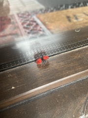 Dasymutilla erythrina