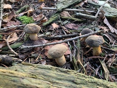 Xerocomellus pruinatus