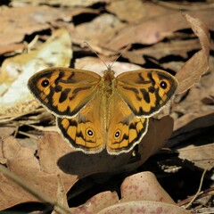 Heteronympha merope