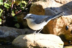 Curruca crassirostris