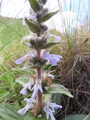 Ajuga ophrydis