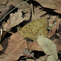 Heteronympha merope
