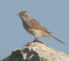 Curruca conspicillata