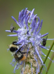 Bombus sichelii