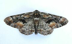 Phaeoura mexicanaria