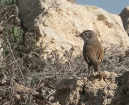Curruca tomillera (Curruca conspicillata)