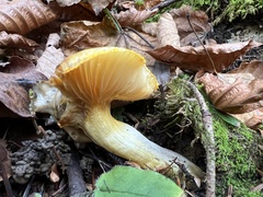 Hygrophorus