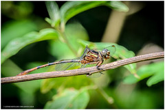 Aphylla distinguenda