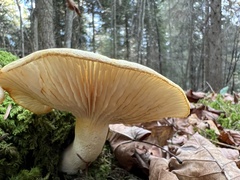 Hygrophorus