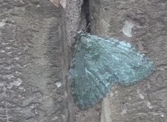 Epirrita dilutata