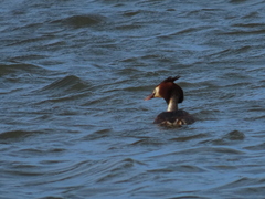 Podiceps cristatus australis
