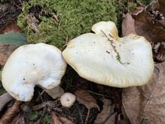Hygrophorus