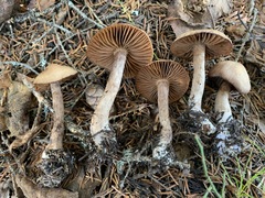 Cortinarius glandicolor
